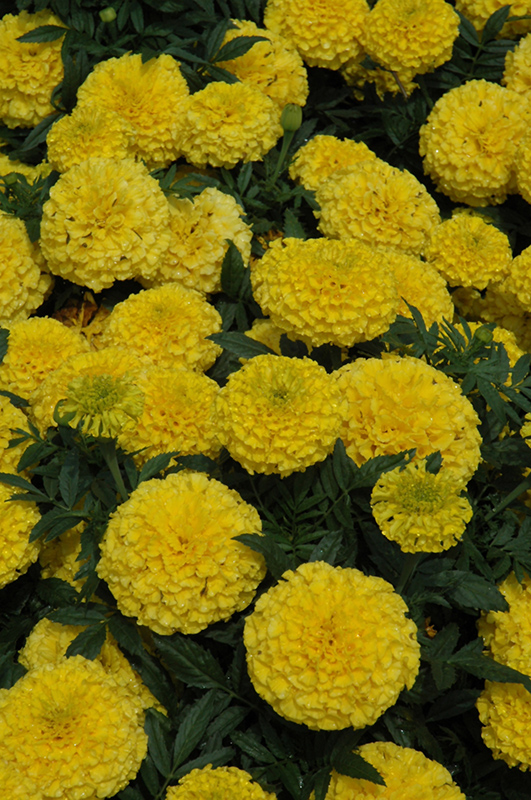 Taishan Yellow Marigold (Tagetes erecta 'Taishan Yellow') at Chalet Nursery