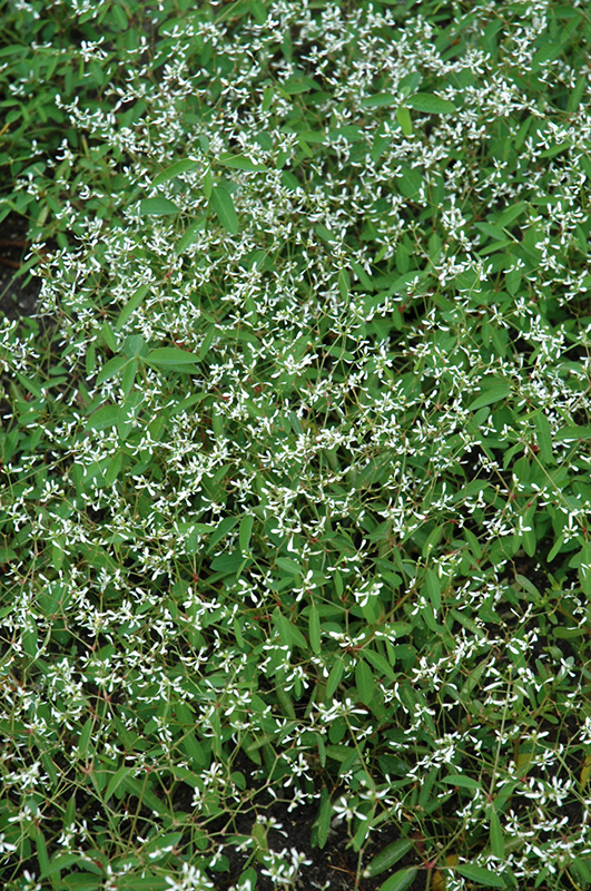 Breathless White Euphorbia (Euphorbia 'Balbrewite') at Chalet Nursery
