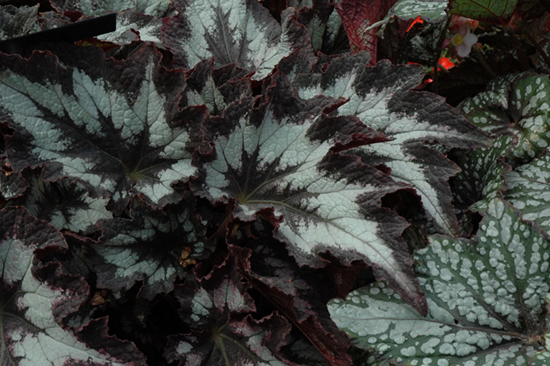 Jurassic Silver Point Begonia (Begonia 'Jurassic Silver Point') at Chalet Nursery