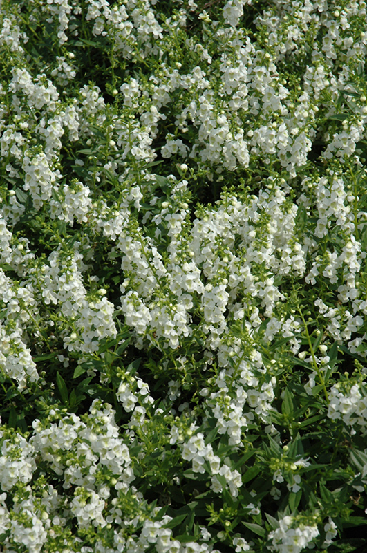 Serenita White Angelonia (Angelonia angustifolia 'PAS811168') at Chalet Nursery
