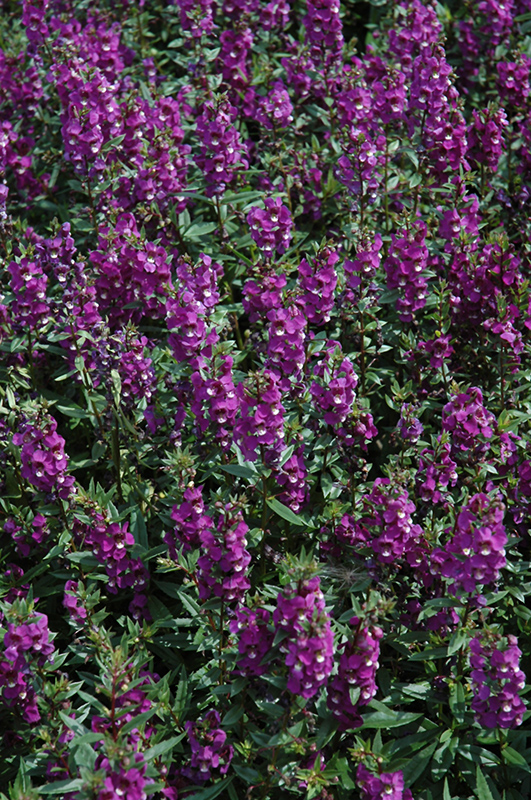 Serenita Purple Angelonia (Angelonia angustifolia 'PAS803822') at Chalet Nursery