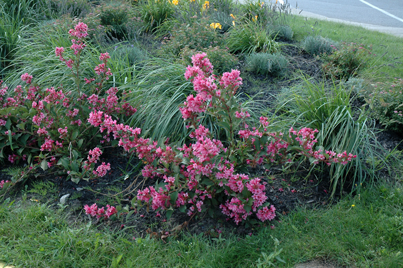 Sonic Bloom Pink Reblooming Weigela (Weigela florida 'Bokrasopin') at Chalet Nursery