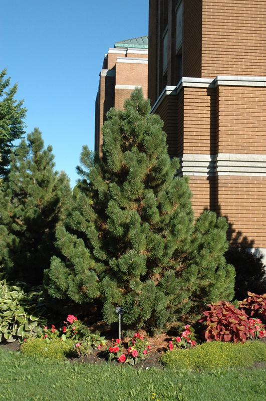 Tannenbaum Mugo Pine (Pinus mugo 'Tannenbaum') at Chalet Nursery