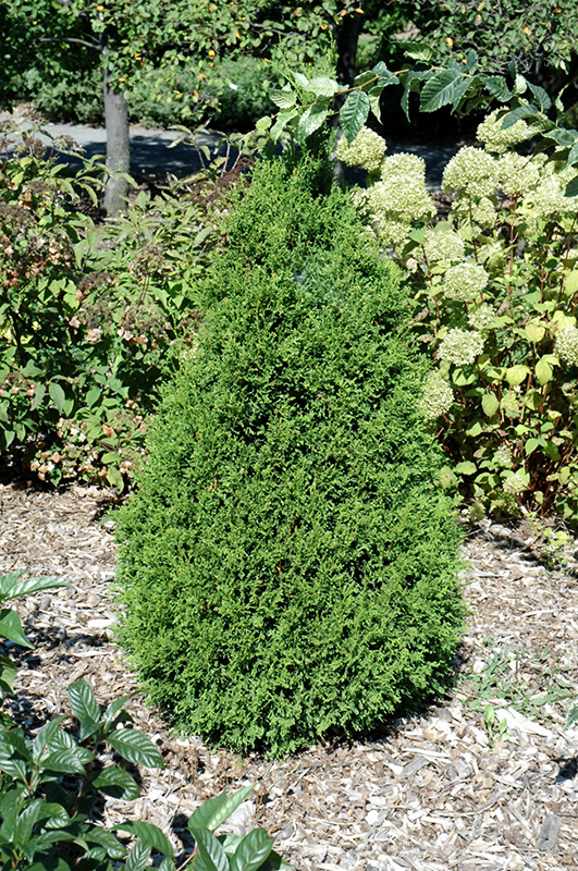 Norm Evers Arborvitae (Thuja occidentalis 'Norm Evers') at Chalet Nursery