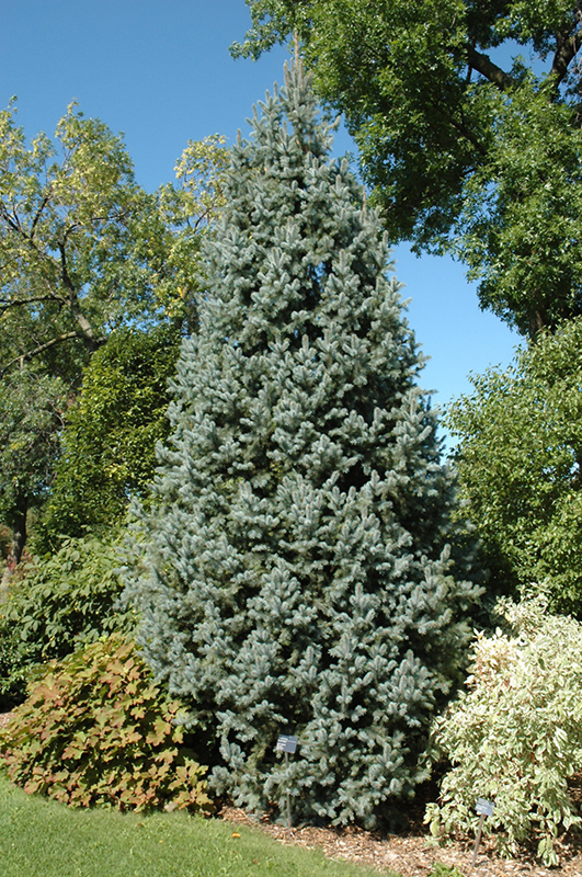 Iseli Fastigiate Spruce (Picea pungens 'Iseli Fastigiata') in Wilmette ...