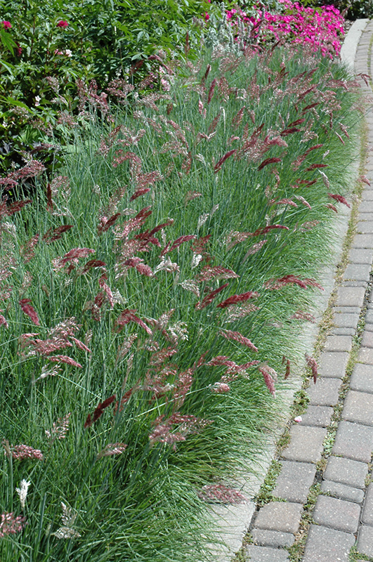Savannah Ruby Grass (Melinis nerviglumis 'Savannah') at Chalet Nursery