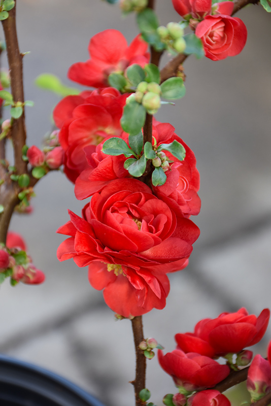 Double Take Scarlet Flowering Quince (Chaenomeles speciosa 'Scarlet Storm') at Chalet Nursery