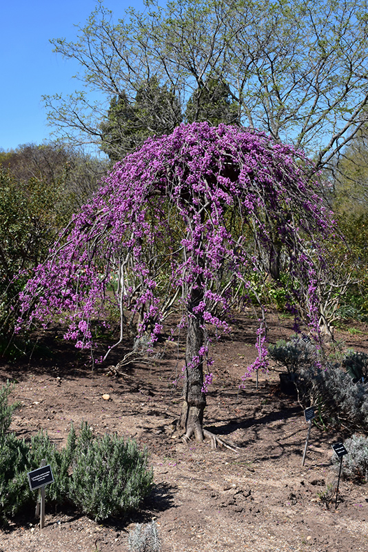 Lavender Twist Redbud (Cercis canadensis 'Covey') at Chalet Nursery
