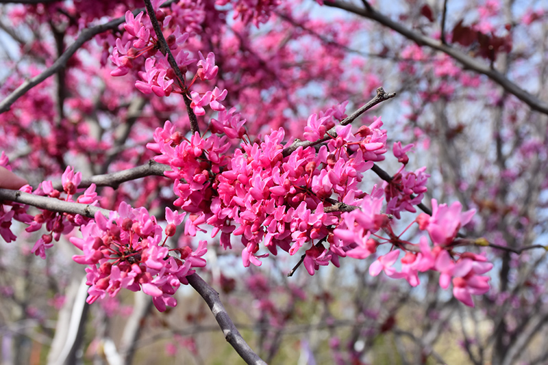Appalachian Red Redbud (Cercis canadensis 'Appalachian Red') at Chalet Nursery