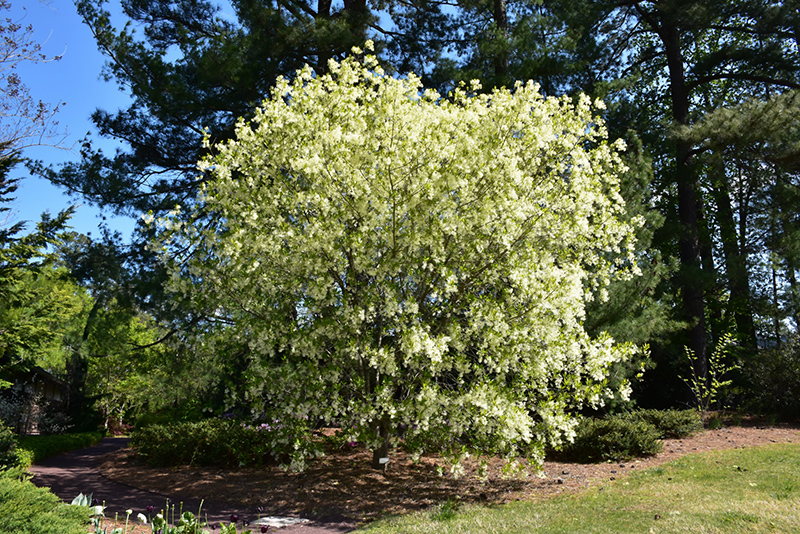 White Fringetree (Chionanthus virginicus) at Chalet Nursery