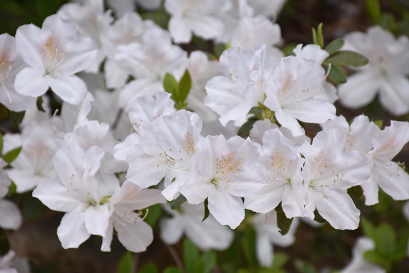 Delaware Valley White Azalea (Rhododendron 'Delaware Valley White') at Chalet Nursery