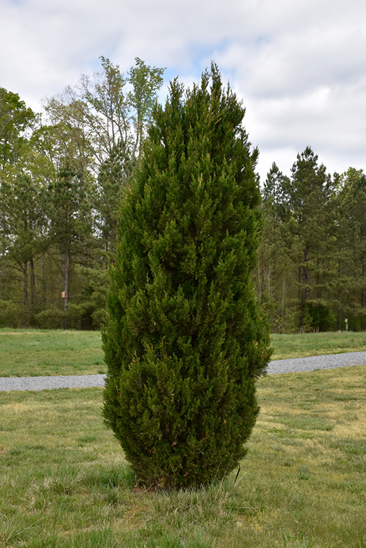 Spartan Juniper (Juniperus chinensis 'Spartan') at Chalet Nursery
