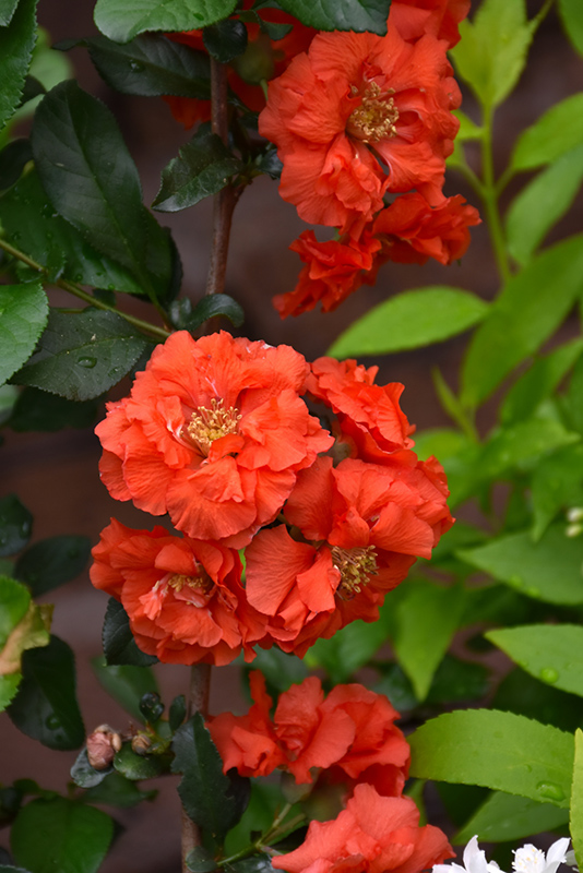 Double Take Orange Flowering Quince (Chaenomeles speciosa 'Orange Storm') at Chalet Nursery