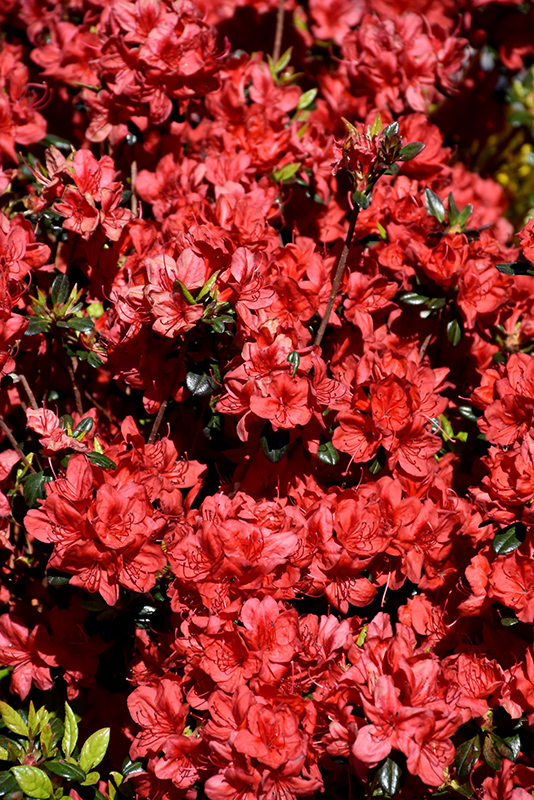 Stewartstonian Azalea (Rhododendron 'Stewartstonian') at Chalet Nursery