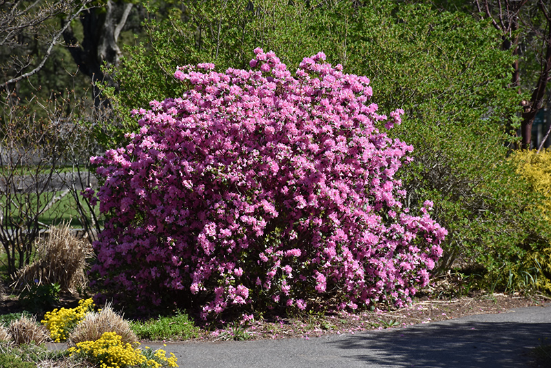 P.J.M. Elite Rhododendron (Rhododendron 'P.J.M. Elite') at Chalet Nursery