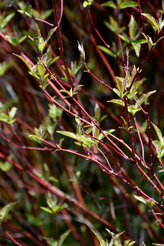 Bailey's Red Twig Dogwood (Cornus sericea 'Baileyi') at Chalet Nursery