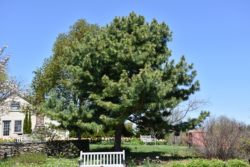 Korean Pine (Pinus koraiensis) at Chalet Nursery