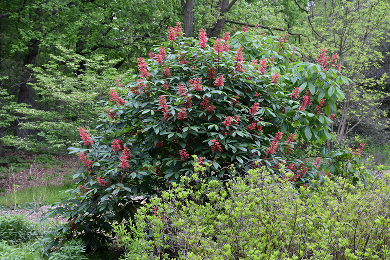 Red Buckeye (Aesculus pavia) at Chalet Nursery