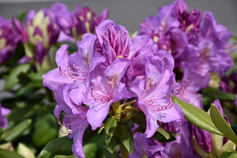 Boursault Rhododendron (Rhododendron catawbiense 'Boursault') at Chalet Nursery