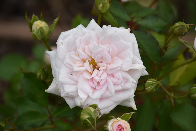 White Drift Rose (Rosa 'Meizorland') at Chalet Nursery
