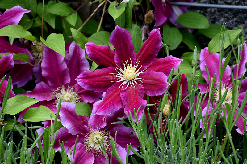 Hania Clematis (Clematis 'Hania') at Chalet Nursery