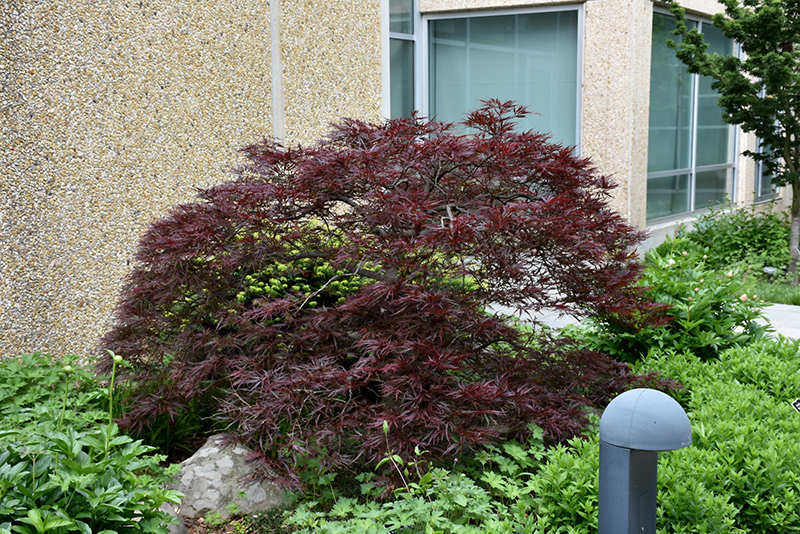 Red Dragon Japanese Maple (Acer palmatum 'Red Dragon') at Chalet Nursery