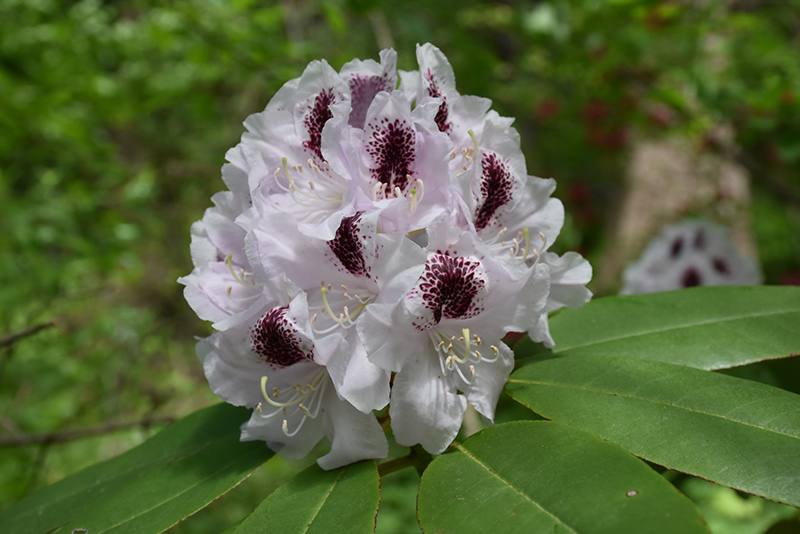Calsap Rhododendron (Rhododendron 'Calsap') at Chalet Nursery