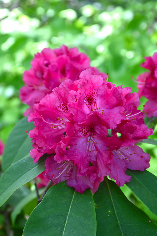 Besse Howells Rhododendron (Rhododendron 'Besse Howells') at Chalet Nursery