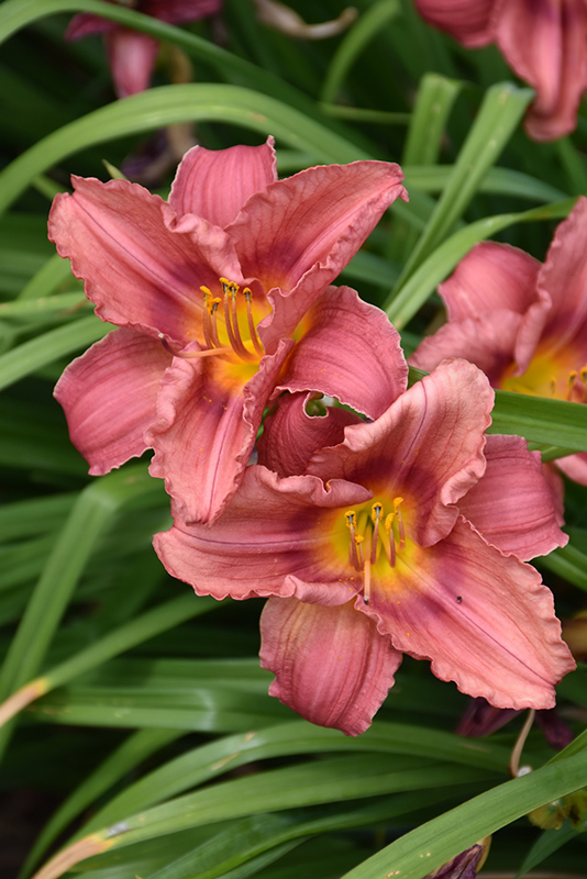 Happy Ever Appster Rosy Returns Daylily (Hemerocallis 'Rosy Returns') at Chalet Nursery