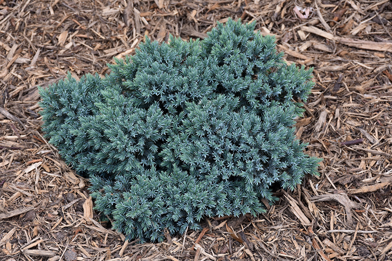 Blue Star Juniper (Juniperus squamata 'Blue Star') at Chalet Nursery