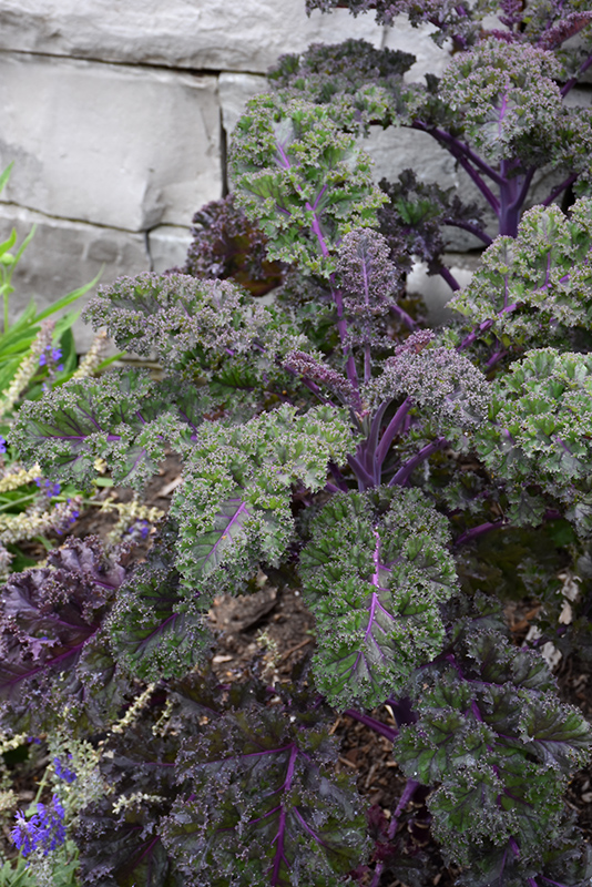 Redbor Kale (Brassica oleracea var. acephala 'Redbor') at Chalet Nursery