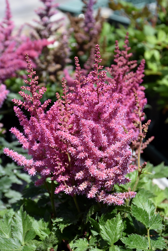 Little Vision In Pink Chinese Astilbe (Astilbe chinensis 'Little Vision In Pink') at Chalet Nursery