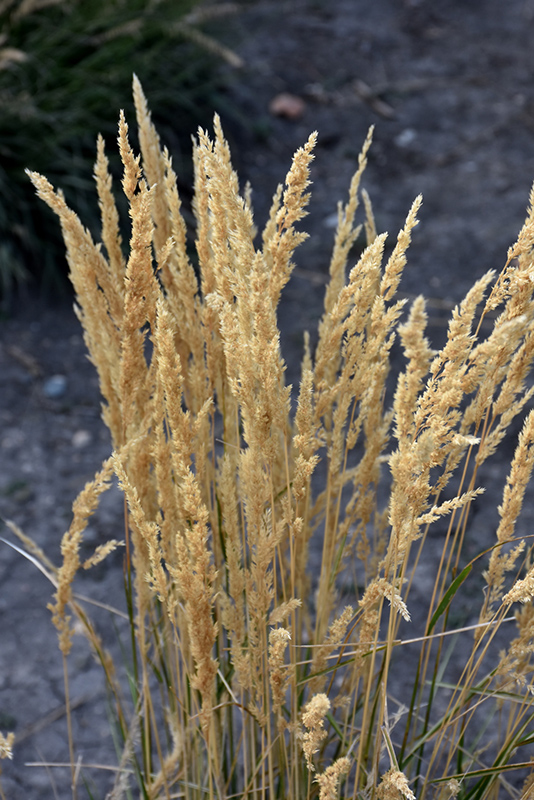 El Dorado Feather Reed Grass (Calamagrostis x acutiflora 'El Dorado') at Chalet Nursery