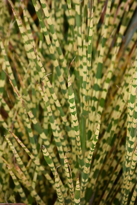 Gold Bar Maiden Grass (Miscanthus sinensis 'Gold Bar') at Chalet Nursery