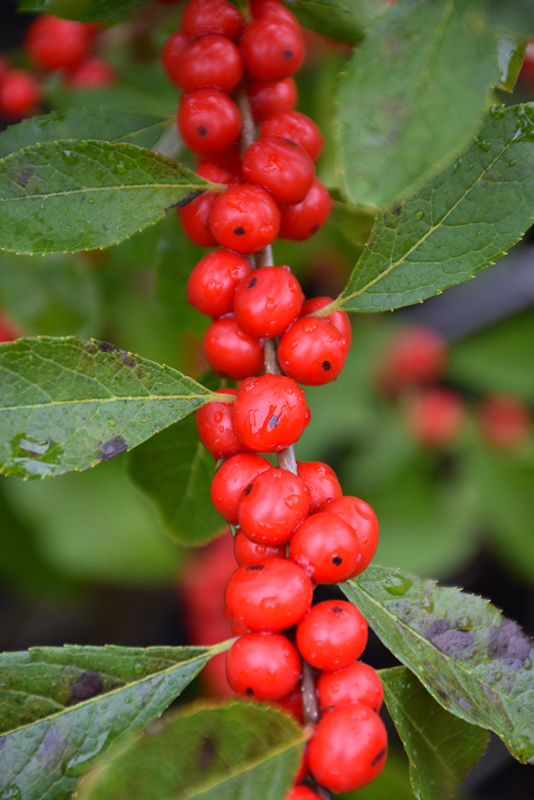 Red Sprite Winterberry (Ilex verticillata 'Red Sprite') at Chalet Nursery