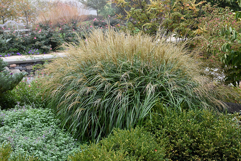 Adagio Maiden Grass (Miscanthus sinensis 'Adagio') at Chalet Nursery