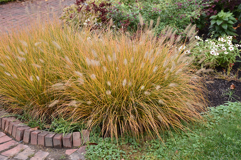 Hameln Dwarf Fountain Grass (Pennisetum alopecuroides 'Hameln') at Chalet Nursery