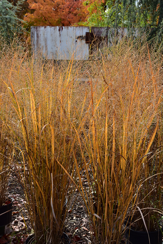 Northwind Switch Grass (Panicum virgatum 'Northwind') at Chalet Nursery