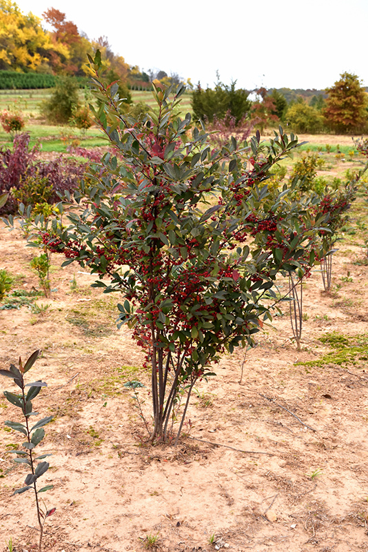 Brilliantissima Red Chokeberry (Aronia arbutifolia 'Brilliantissima') at Chalet Nursery