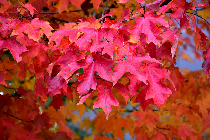 Fall Fiesta Sugar Maple (Acer saccharum 'Bailsta') at Chalet Nursery