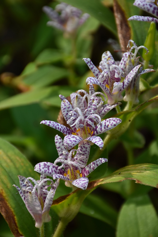 Toad Lily (Tricyrtis hirta) at Chalet Nursery