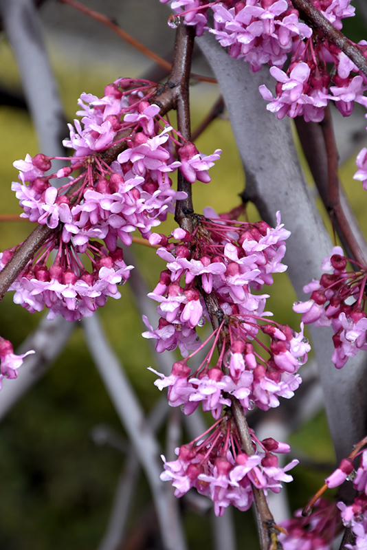 Lavender Twist Redbud (Cercis canadensis 'Covey') at Chalet Nursery
