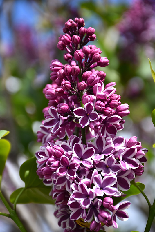 Sensation Lilac (Syringa vulgaris 'Sensation') at Chalet Nursery