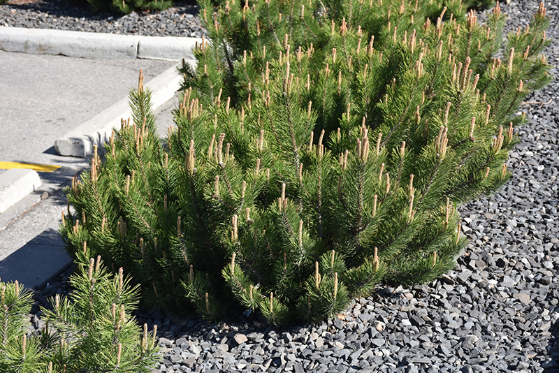 Dwarf Mugo Pine (Pinus mugo var. pumilio) at Chalet Nursery