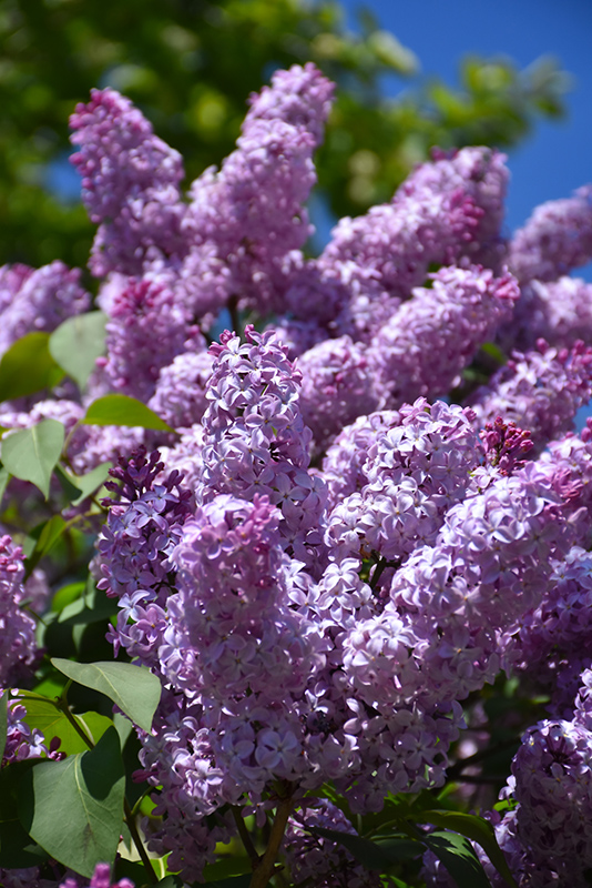 Common Purple Lilac (Syringa vulgaris) at Chalet Nursery