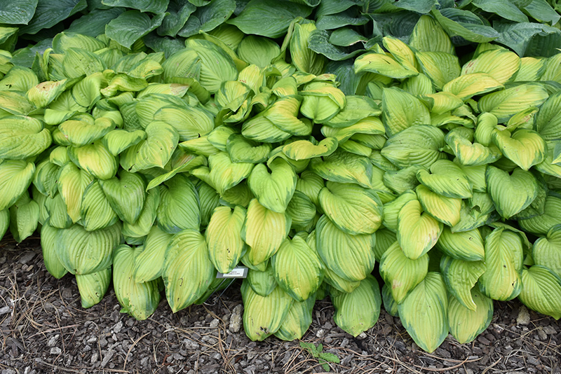 Stained Glass Hosta (Hosta 'Stained Glass') at Chalet Nursery
