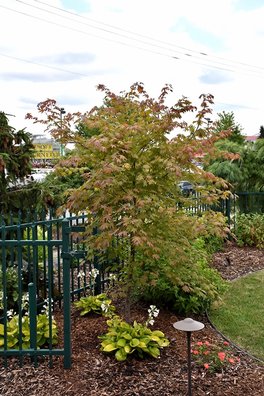 North Wind Japanese Maple (Acer 'IsINW') at Chalet Nursery