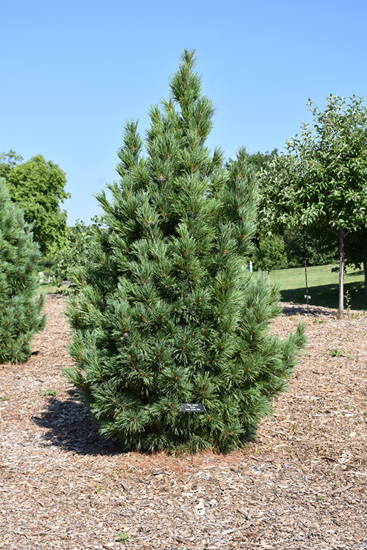 Chalet Swiss Stone Pine (Pinus cembra 'Chalet') at Chalet Nursery
