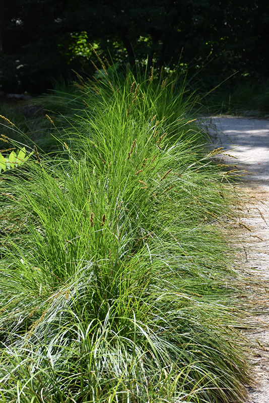 Autumn Moor Grass (Sesleria autumnalis) at Chalet Nursery