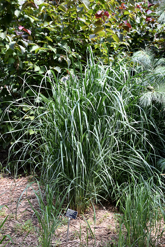Thundercloud Switch Grass (Panicum virgatum 'Thundercloud') at Chalet Nursery
